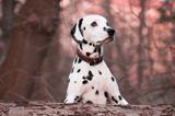 Dalmatien