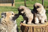 Eurasier