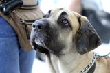 Fila Brasileiro