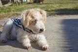 Fox-terrier à poil dur