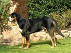 Grand bouvier suisse