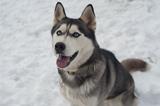 Husky Sibérien