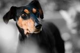 Pinscher nain