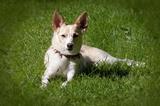 Podenco Canario