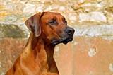 Rhodesian Ridgeback