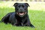 Staffordshire Bull Terrier