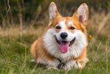 Welsh Corgi Pembroke