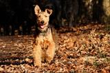 Welsh terrier