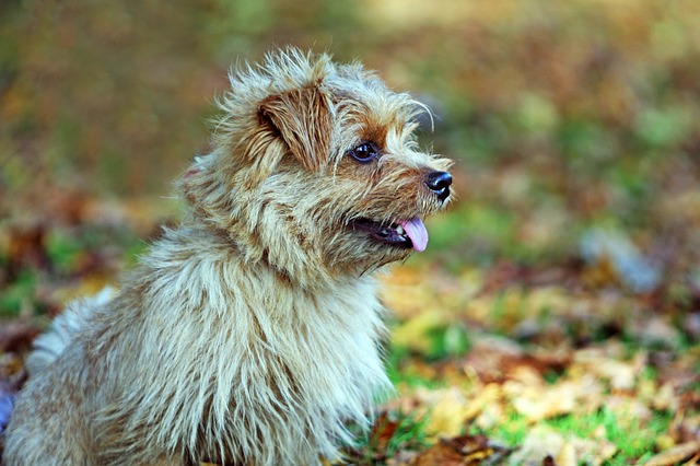 Fiche pratique chien Norfolk Terrier