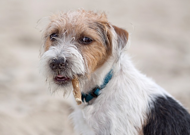 Fiche pratique chien Parson Russell terrier