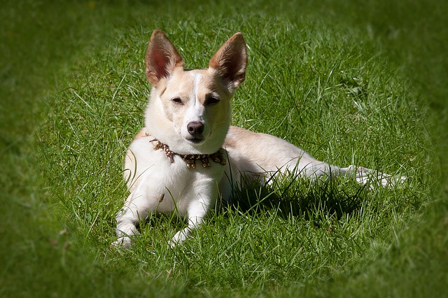 Fiche pratique chien Podenco Canario