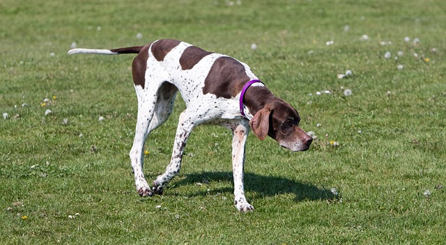 Fiche pratique chien Pointer anglais