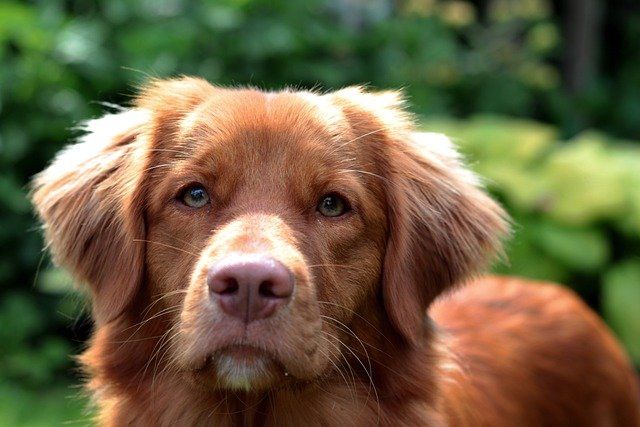 Fiche pratique chien Retriever de la Nouvelle-Écosse