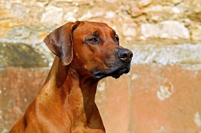 Fiche pratique chien Rhodesian Ridgeback