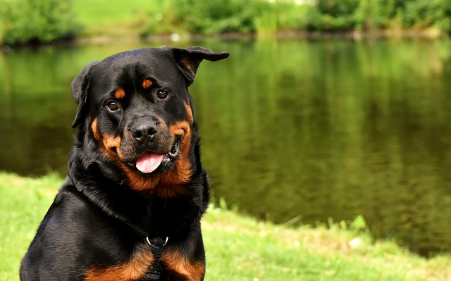 Fiche pratique chien Rottweiler