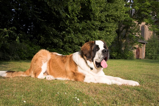 Fiche pratique chien Saint-Bernard