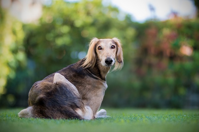 Fiche pratique chien Saluki