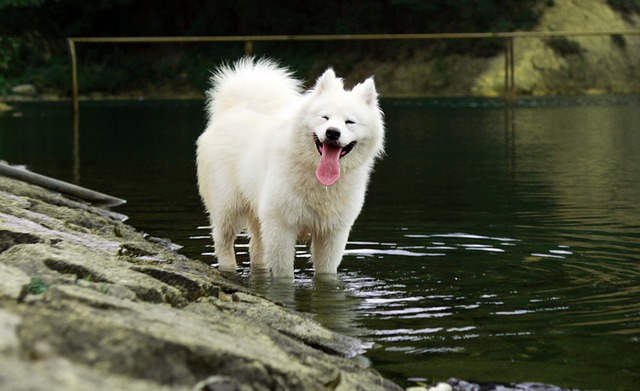 Fiche pratique chien Samoyède