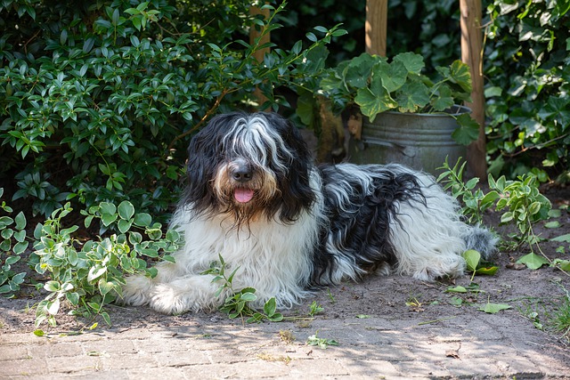 Fiche pratique chien Schapendoes néerlandais