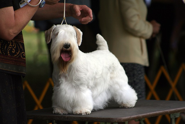 Fiche pratique chien Sealyham Terrier