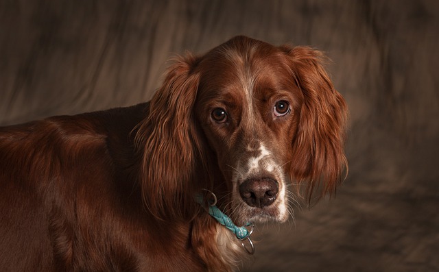 Fiche pratique chien Setter anglais