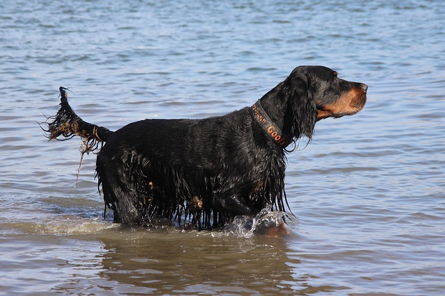 Fiche pratique chien Setter Gordon