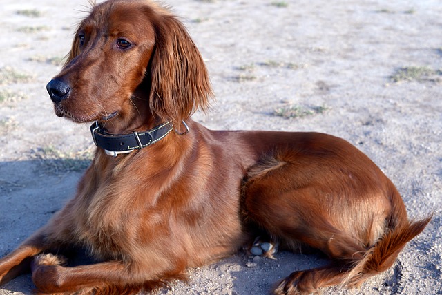 Fiche pratique chien Setter irlandais rouge