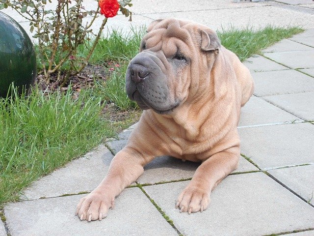 Fiche pratique chien Shar Pei