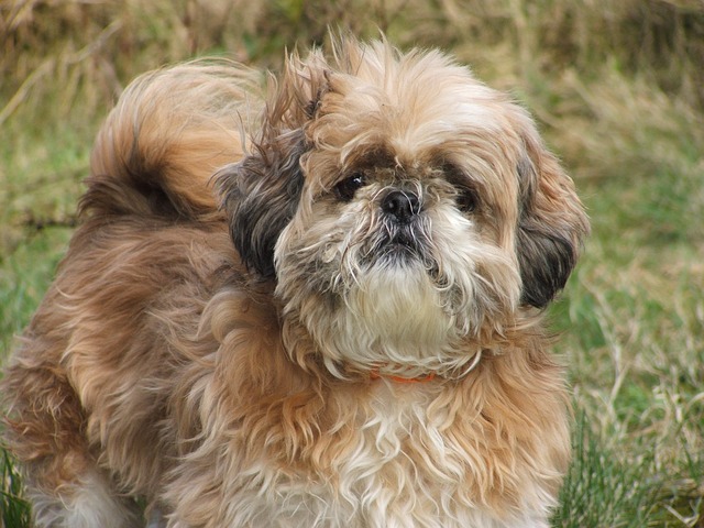 Fiche pratique chien Shih tzu