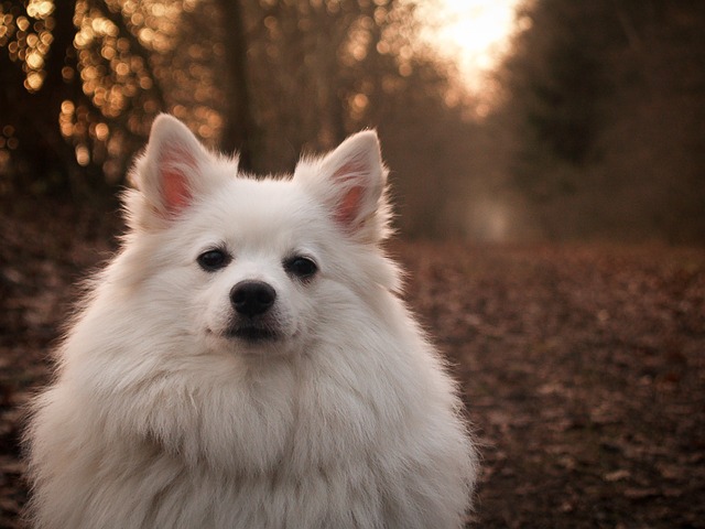 Fiche pratique chien Spitz allemand