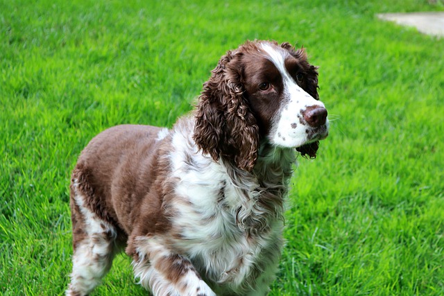 Fiche pratique chien Springer anglais