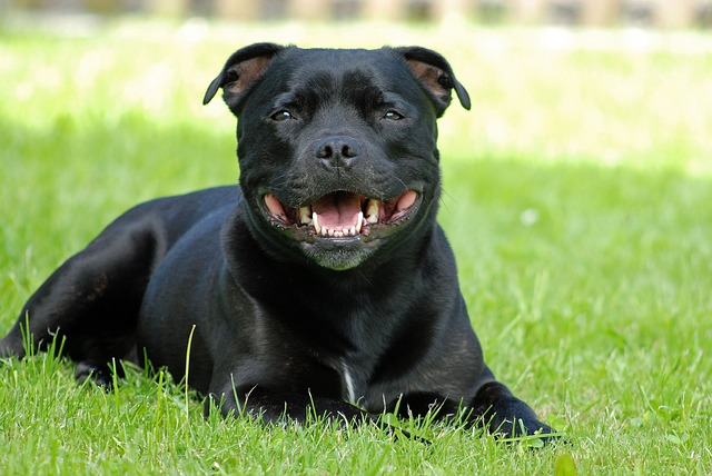 Fiche pratique chien Staffordshire Bull Terrier