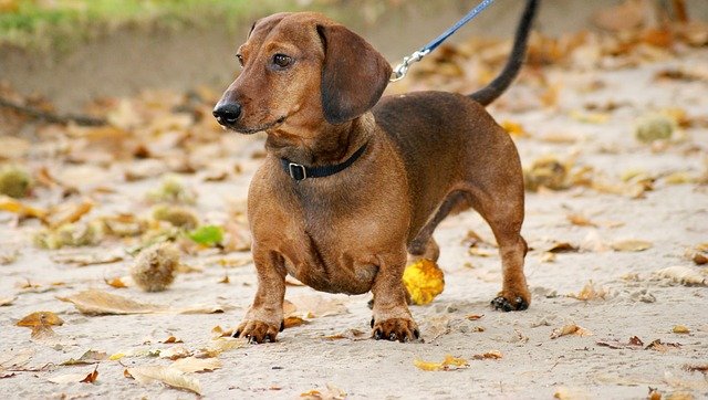 Fiche pratique chien Teckel