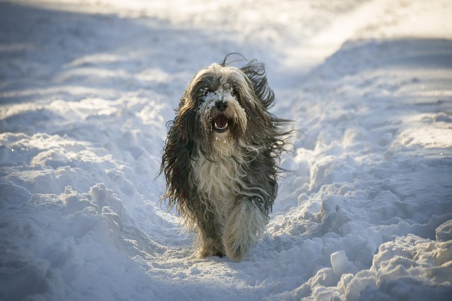 Fiche pratique chien Terrier tibétain