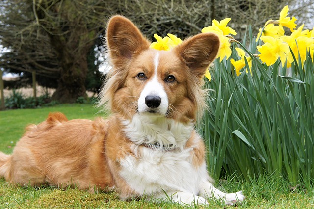 Fiche pratique chien Welsh Corgi Cardigan