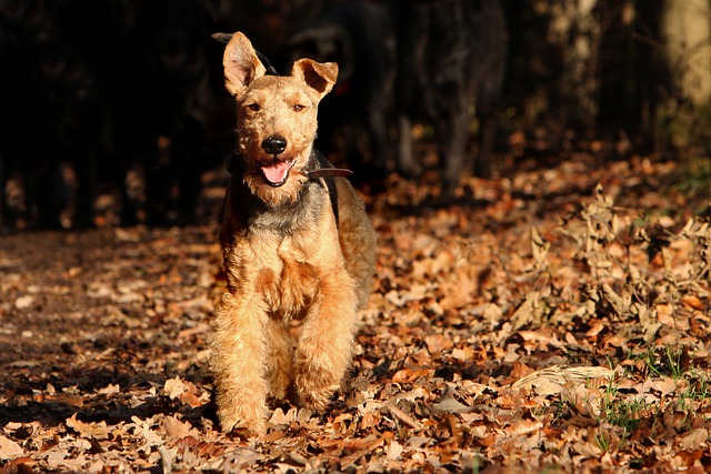 Fiche pratique chien Welsh terrier