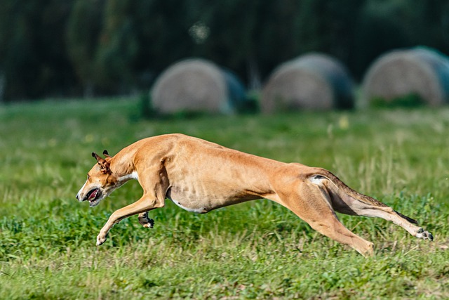 Fiche pratique chien Whippet