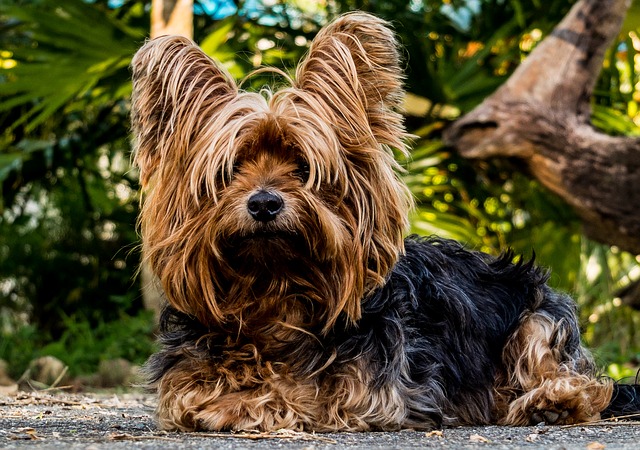 Fiche pratique chien Yorkshire Terrier