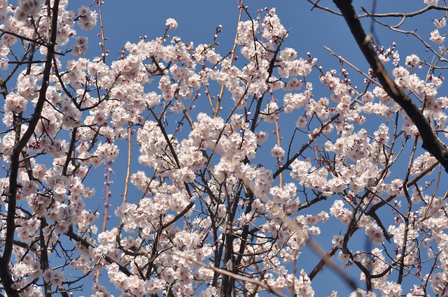 ABRICOTIER DU JAPON, PRUNUS MUME . Fiches fleurs et plantes