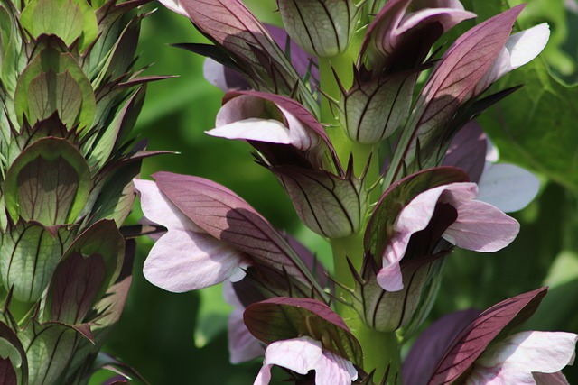 ACANTHE . Fiches fleurs et plantes