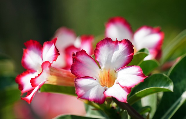 ADENIUM OBESUM, ROSE DU DÉSERT . Fiches fleurs et plantes
