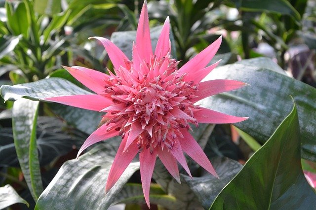 AECHMEA . Fiches fleurs et plantes