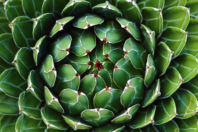 AGAVE . Fiches fleurs et plantes