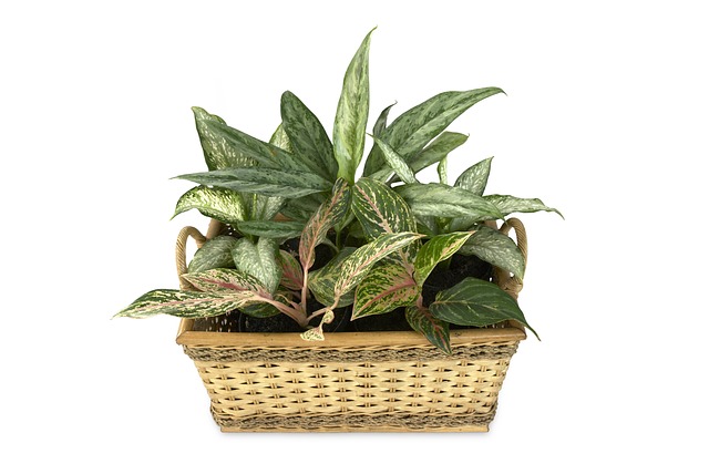 AGLAONEMA . Fiches fleurs et plantes