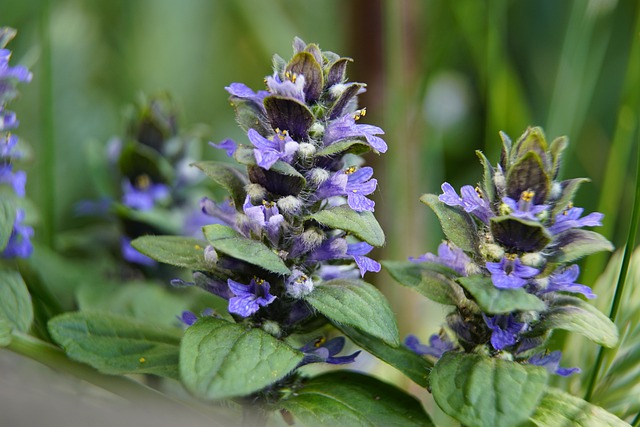 AJUGA (OU BUGLE) . Fiches fleurs et plantes