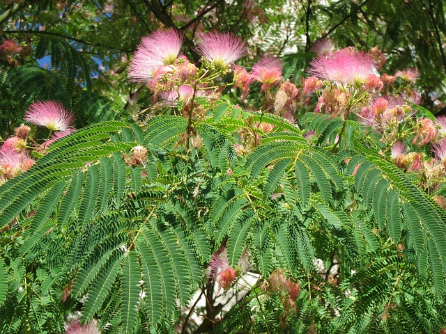 ALBIZIA . Fiches fleurs et plantes