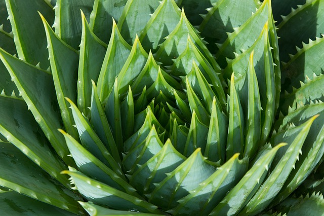 ALOES . Fiches fleurs et plantes