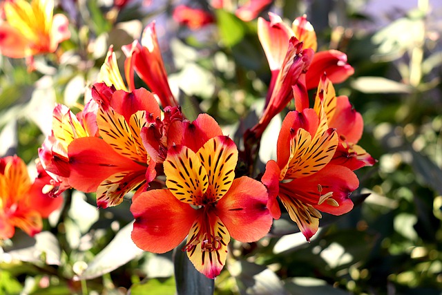 ALSTROEMERIA (LIS DES INCAS) . Fiches fleurs et plantes