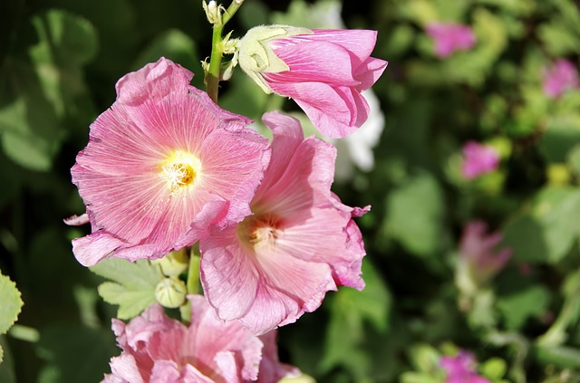 ALTHÉA, HIBISCUS SYRIACUS . Fiches fleurs et plantes