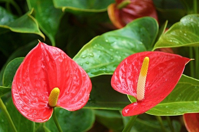 ANTHURIUM . Fiches fleurs et plantes